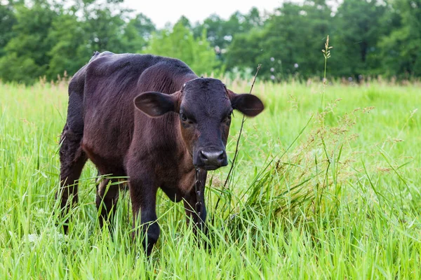 小牛犊在绿色的草地上吃草 — 图库照片