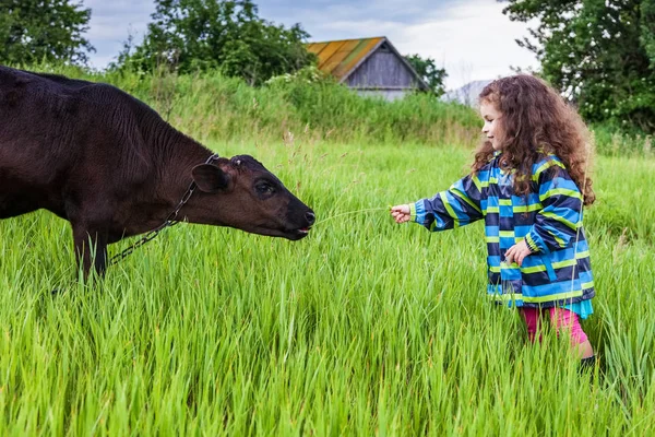 Girl feeds the calf grass — Stock Photo, Image