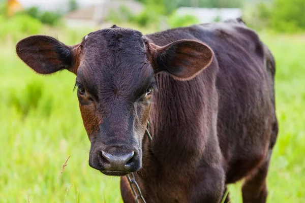 Kalf graast op een groene weide — Stockfoto