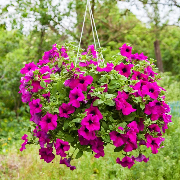 Petunia blomma i kruka som hängande utomhus — Stockfoto