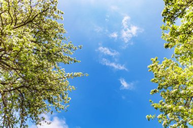 Mavi gökyüzü karşı bahar çiçeği