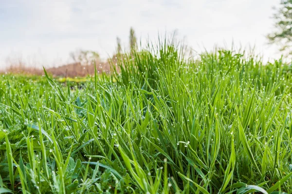 Gocce di rugiada sull'erba — Foto Stock