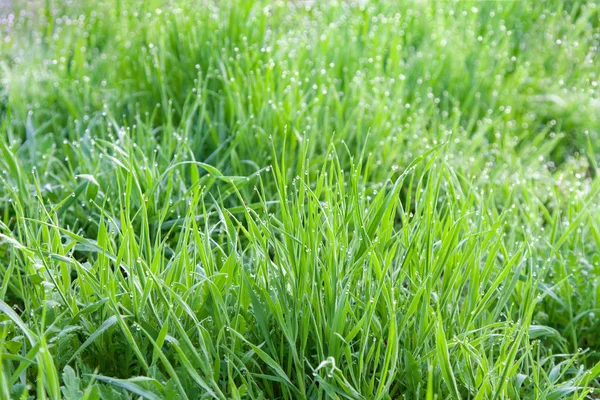 Druppels dauw op gras — Stockfoto