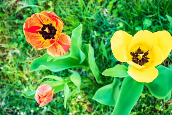A fenti virágzás tulipán — Stock Fotó