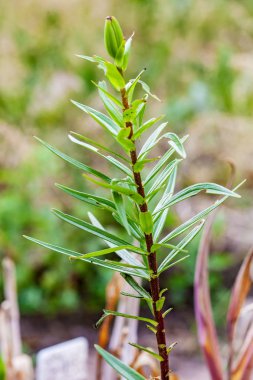 Zambak hasarlı zambak yaprağı böceği bitkiler