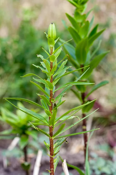 Plantas de lirio dañado escarabajo hoja de lirio — Foto de Stock