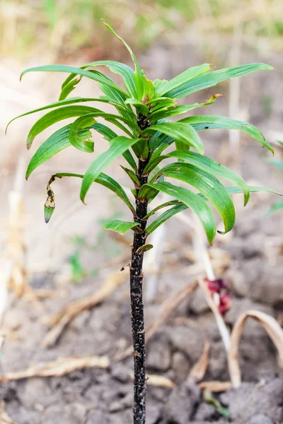 Plantas de lírio danificado besouro folha de lírio — Fotografia de Stock