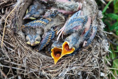 Yuvada oturan şarkı ardıç kuşu civciv