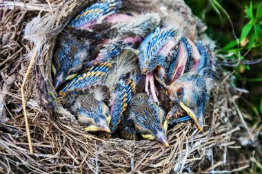 Yuvada oturan şarkı ardıç kuşu civciv