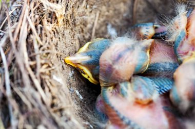 Yuvada oturan şarkı ardıç kuşu civciv