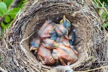 Song thrush chicks sitting in nest clipart