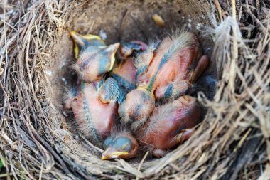 Yuvada oturan şarkı ardıç kuşu civciv