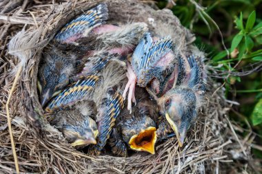 Yuvada oturan şarkı ardıç kuşu civciv