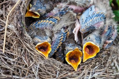 Yuvada oturan şarkı ardıç kuşu civciv