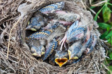 Yuvada oturan şarkı ardıç kuşu civciv