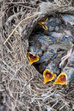 Yuvada oturan şarkı ardıç kuşu civciv