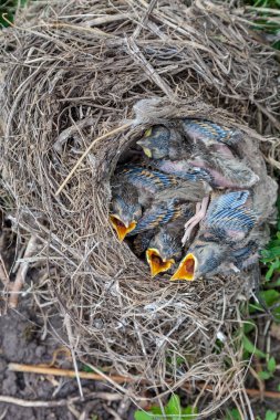 Yuvada oturan şarkı ardıç kuşu civciv