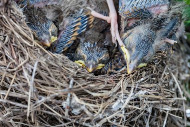 Yuvada oturan şarkı ardıç kuşu civciv