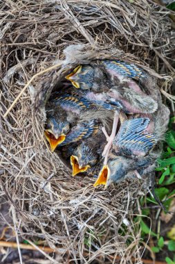 Yuvada oturan şarkı ardıç kuşu civciv