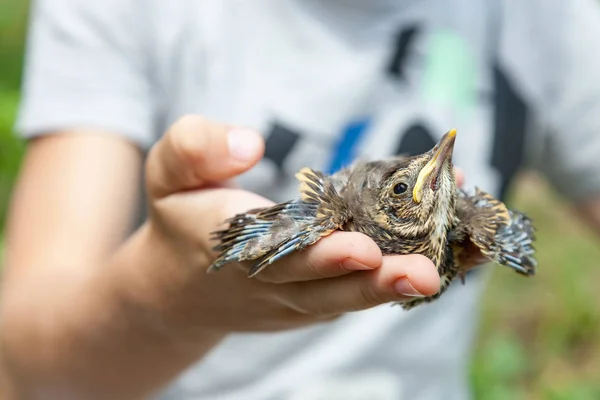 Chick singing thrush in hands of child — Stock Photo, Image