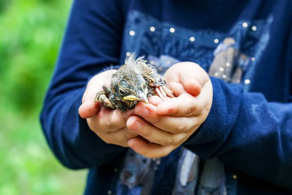 Chick singing thrush in hands of child — Stock Photo, Image
