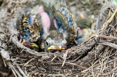 Yollara yuva ile vahşi civciv