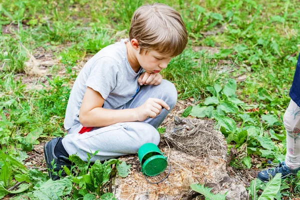 Children feed wild Chicks in nest — Stock Photo, Image