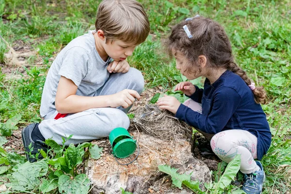Çocuk yuvası vahşi civciv beslemek