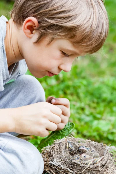 Kinder füttern wilde Küken im Nest — Stockfoto