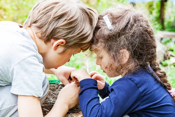 Children feed wild Chicks in nest — Stock Photo, Image