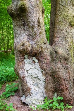 Yama çimento ile zarar gören ağaç