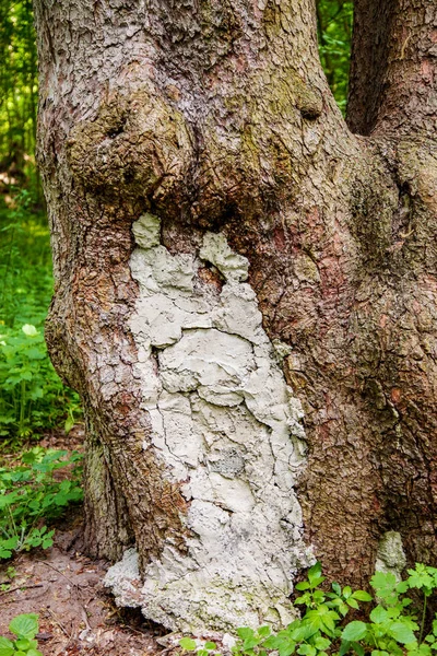 Árbol dañado con parche de cemento —  Fotos de Stock