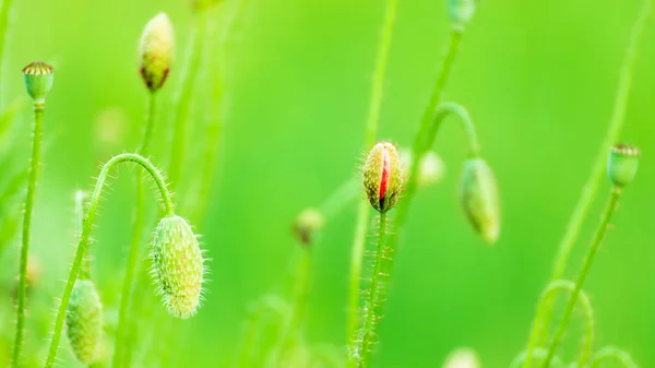 红罂粟花芽 — 图库照片