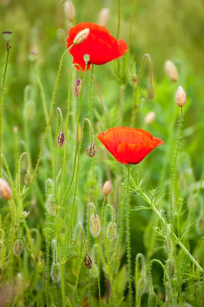 Field of Corn Poppy Flowers — Stock Photo, Image