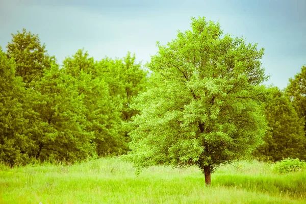 Árvore no fundo da floresta verde — Fotografia de Stock