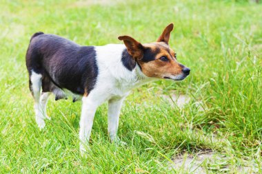 Hemşirelik melez köpek arasında yeşil çim standları