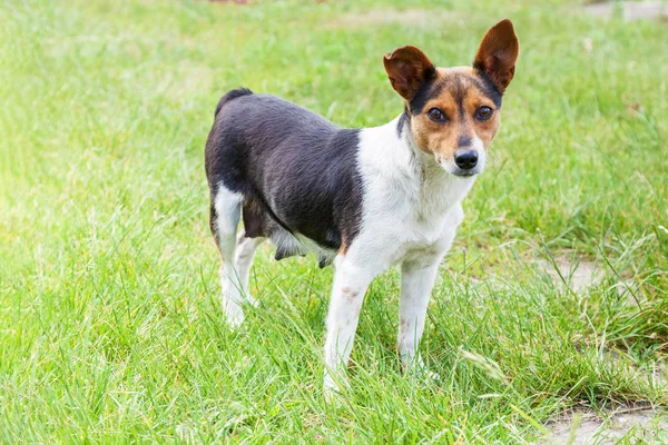 Omvårdnad Mongrel Hund Står Bland Grönt Gräs — Stockfoto