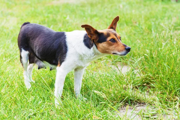 养狗犬站在青草间 — 图库照片