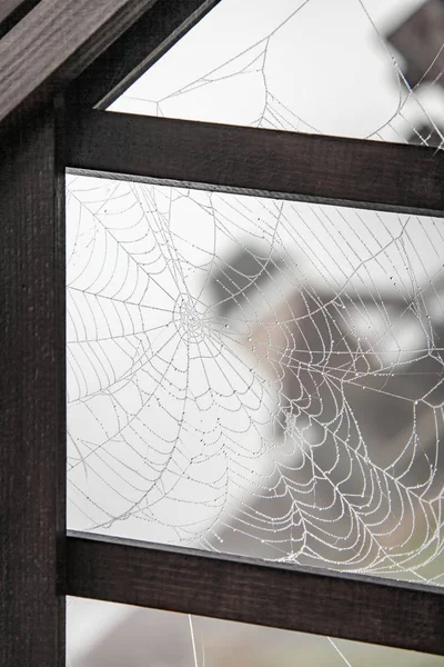 Spinnenweb bedekt met rijm — Stockfoto