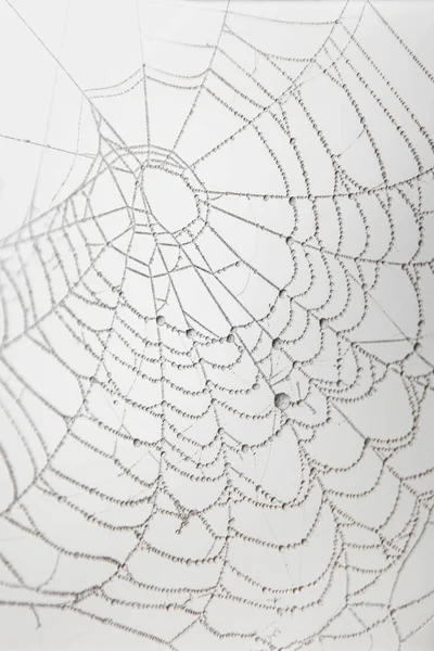 Spider web covered with rime