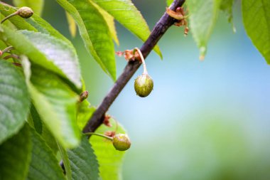 Tatlı kiraz berry Don tarafından zarar görmüş