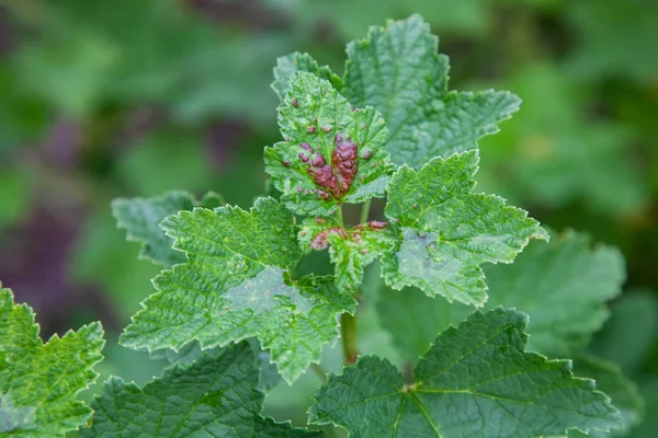 Cespuglio ribes rosso colpito da malattia — Foto Stock