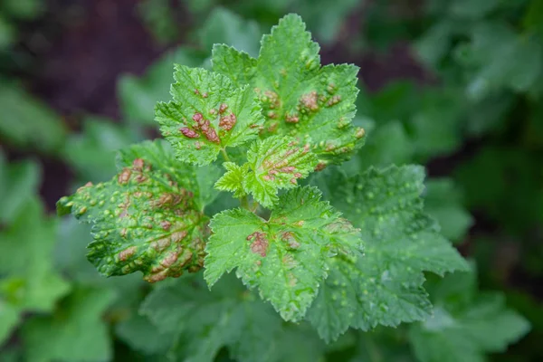 Cespuglio ribes rosso colpito da malattia — Foto Stock