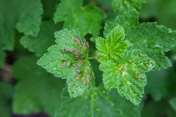 Bush redcurrant struck by illness — Stock Photo, Image