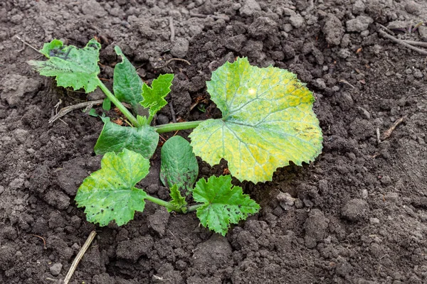 Zucchini plant is ziek van chlorose — Stockfoto