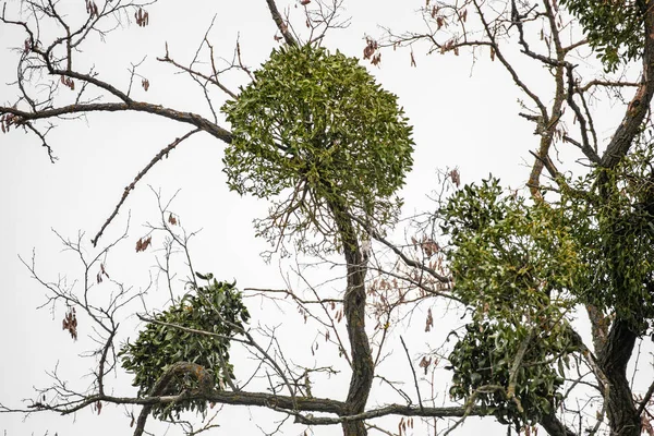 Many hemiparasitic mistletoe bushes on tree branches — Stock Photo, Image