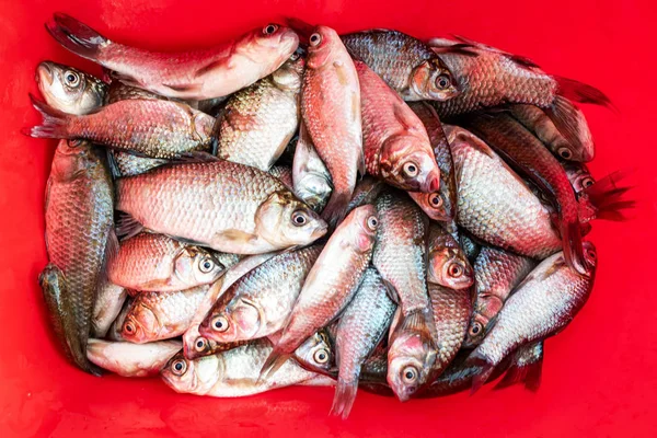 Poisson crucifère frais sur fond rouge — Photo