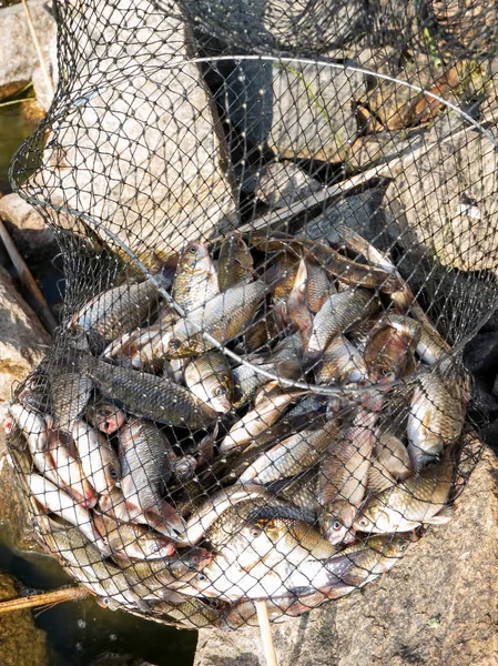 Full storage cage of fresh crucian fish — Stock Photo, Image