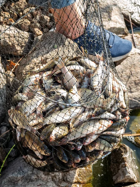 Voller Käfig mit frischen Karauschen — Stockfoto