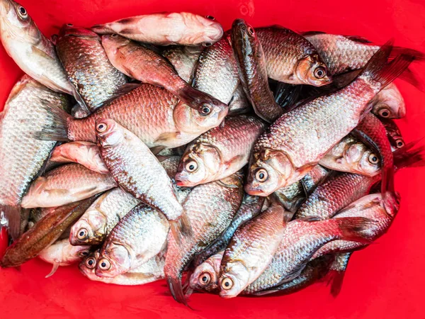 Fresh crucian fish on a red background — Stock Photo, Image